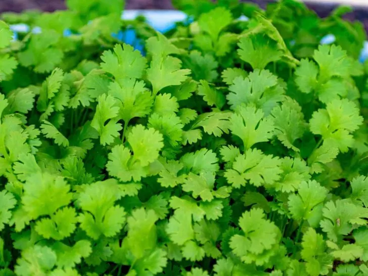 Cilantro