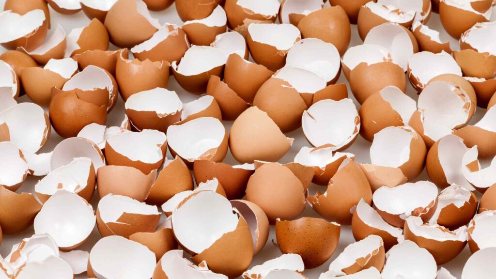 Eggshells