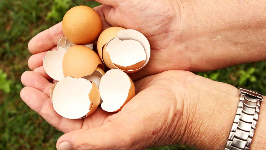 Eggshells