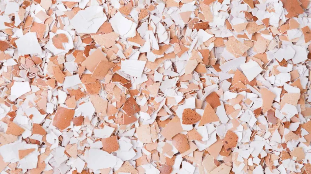 Eggshells