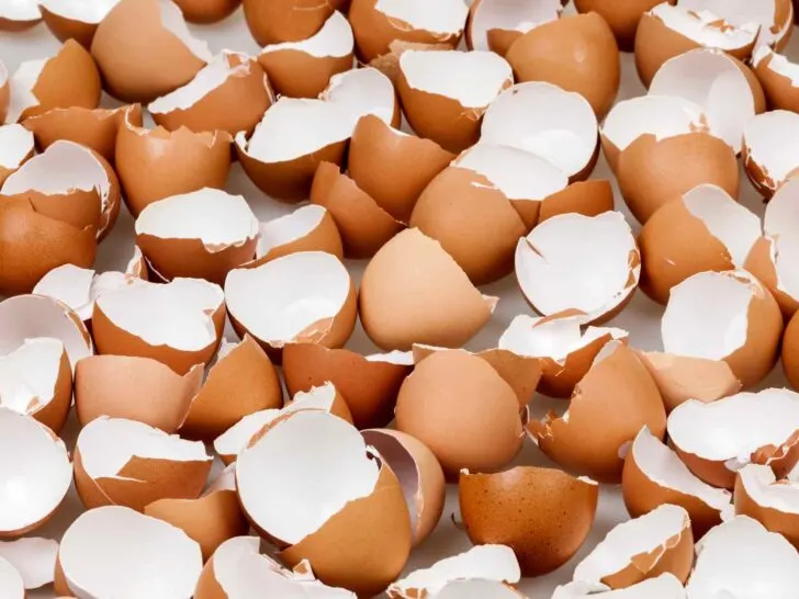 Eggshells