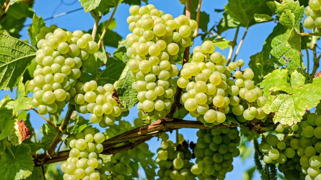 Green Grapes