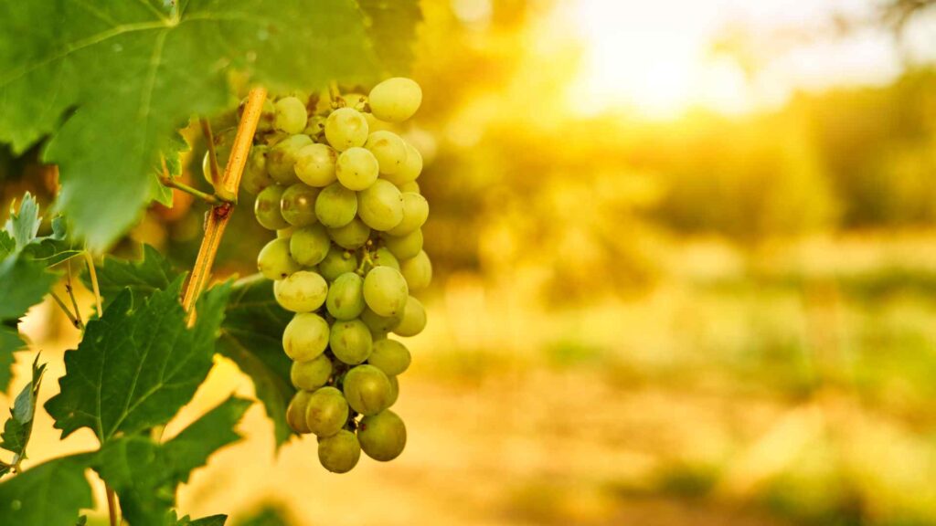 Green Grapes