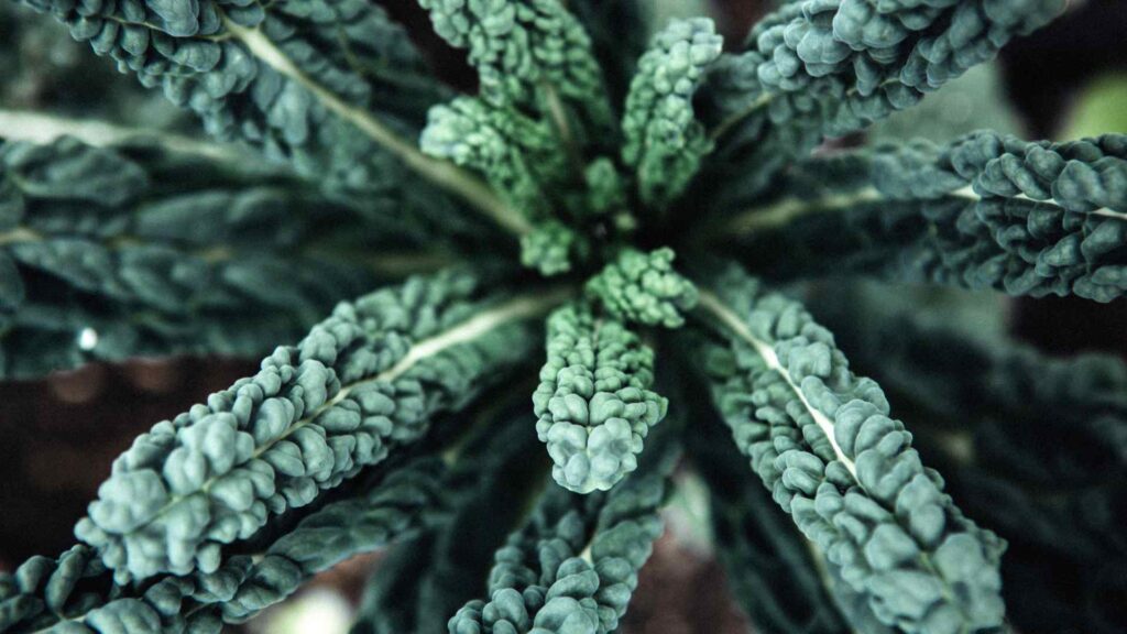 Kale