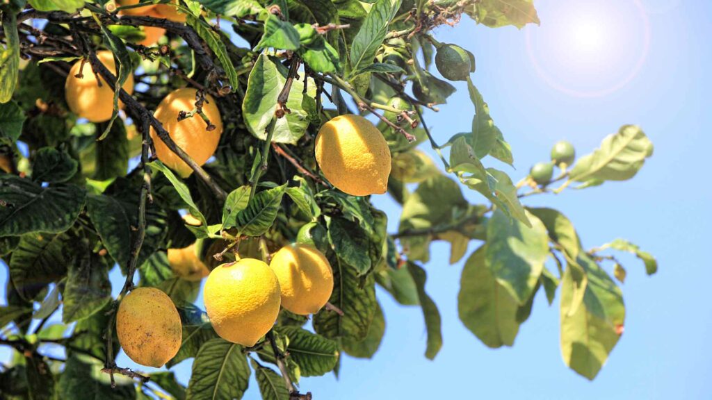 Lemon