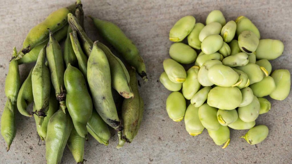 Lima Beans