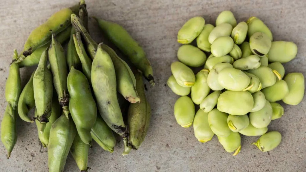 Lima Beans