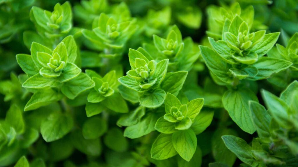 Oregano