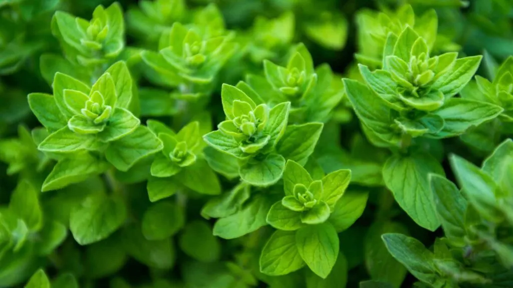 Oregano