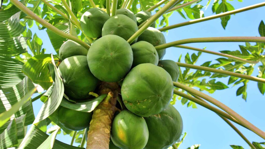 Papaya
