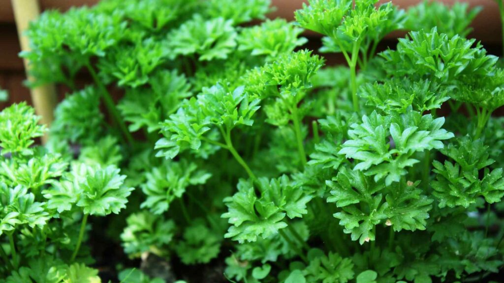 Parsley