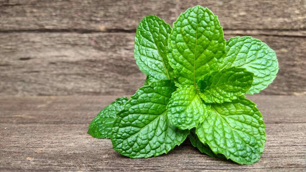 Peppermint