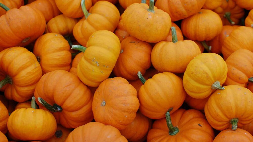 Pumpkin