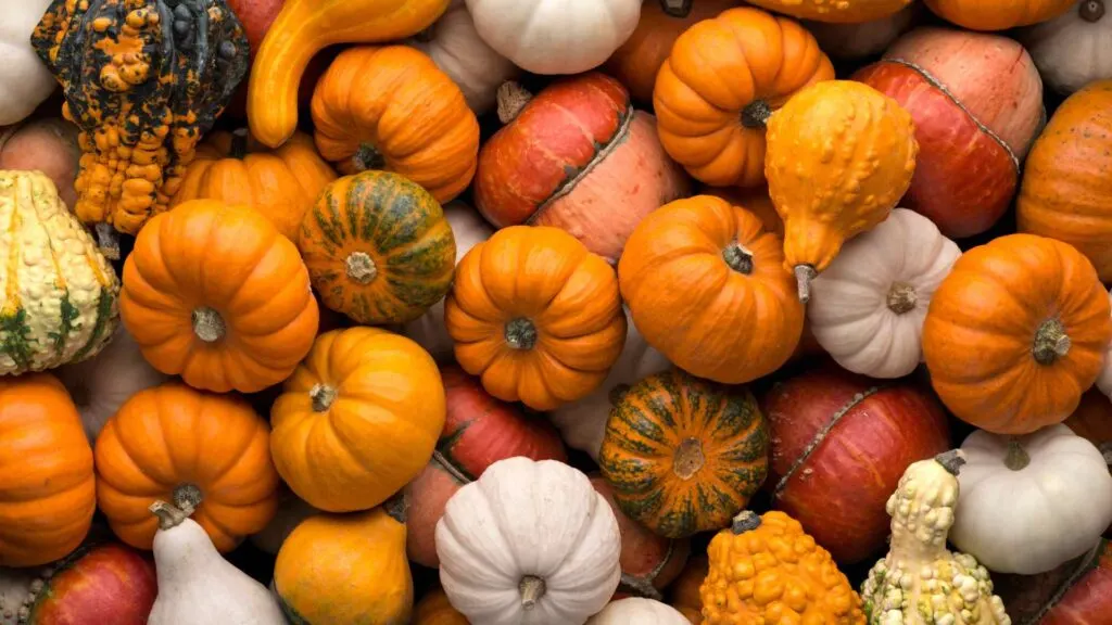 Pumpkin