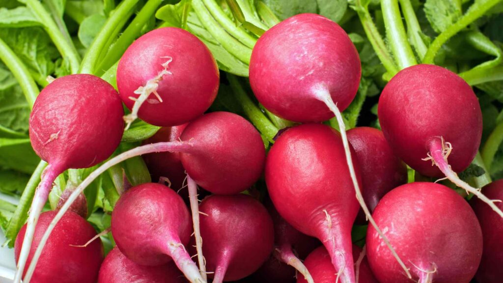 can dogs have Radishes