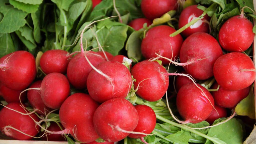 can dogs have Radishes