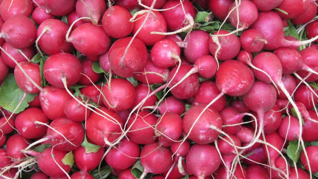 can dogs have Radishes