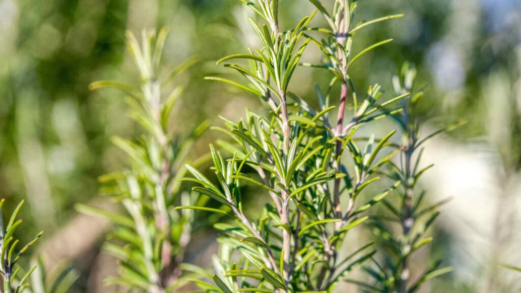 Rosemary