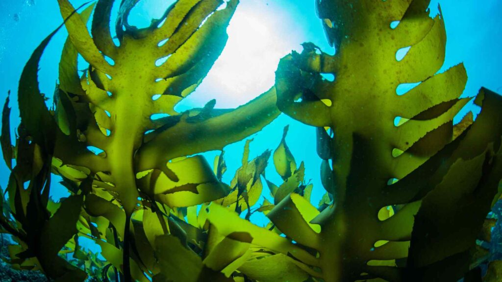 Seaweed