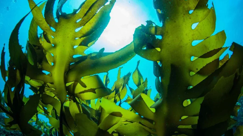 Seaweed
