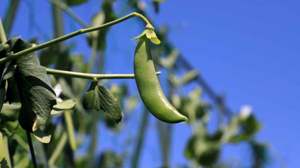 Snap peas