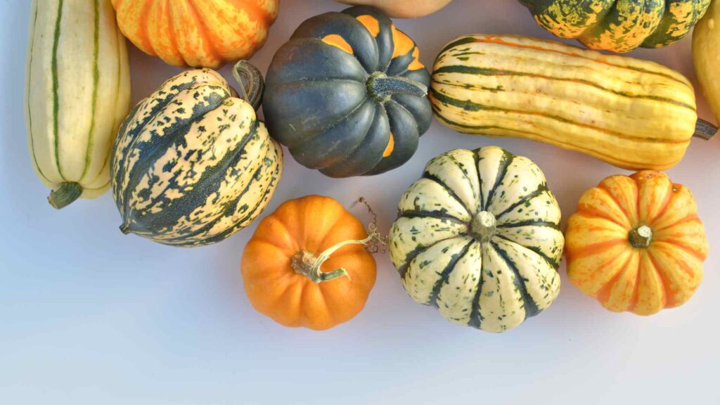 Squash