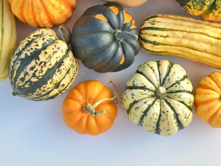 Squash