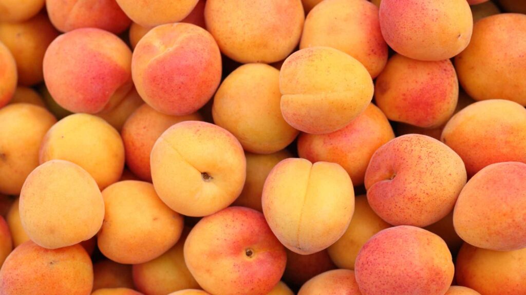 apricots