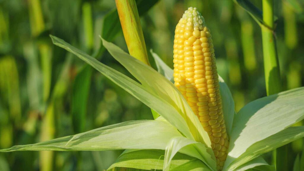 corn on the cob