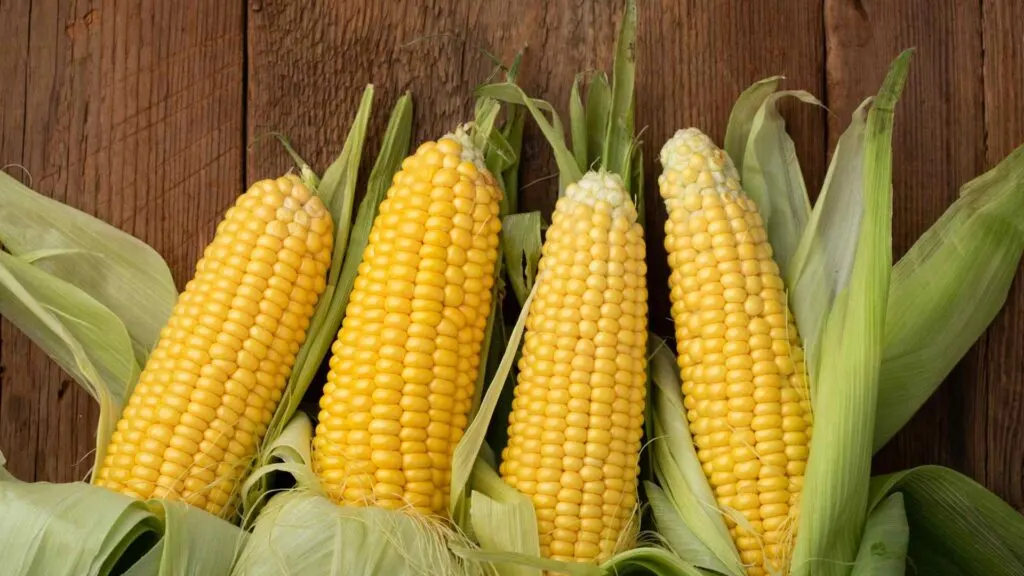  corn on the cob