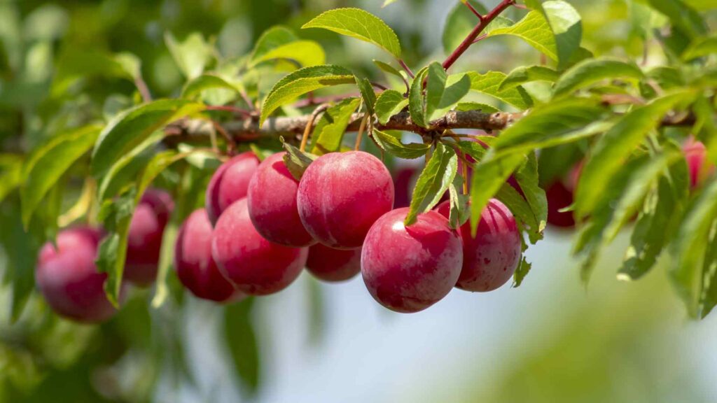 plum
