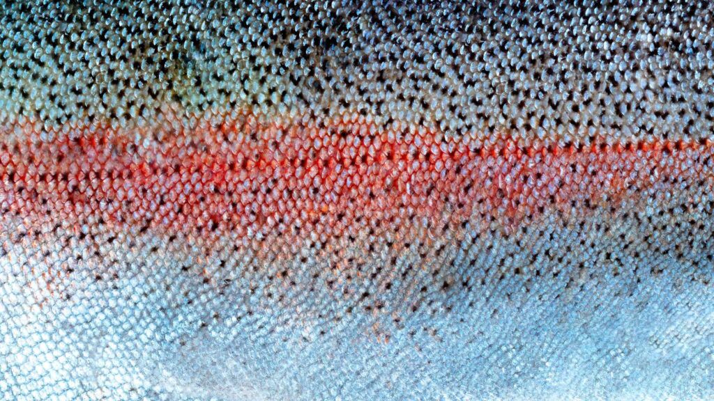 salmon skin