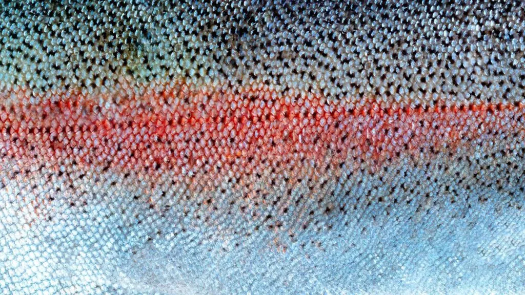 salmon skin