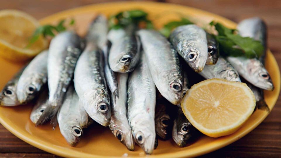 View of Should Dogs Eat Sardines? What to Know