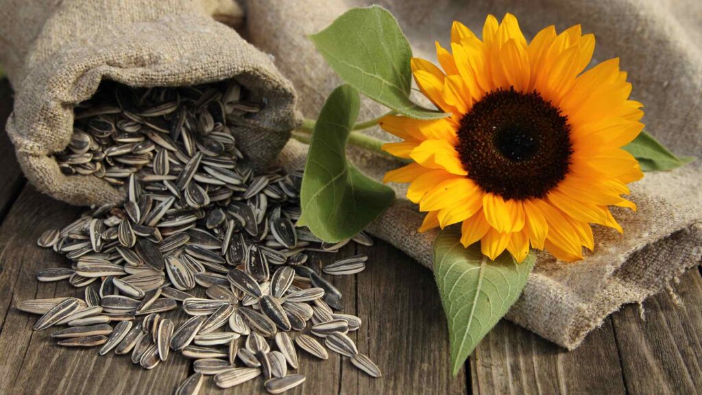 sunflower seeds