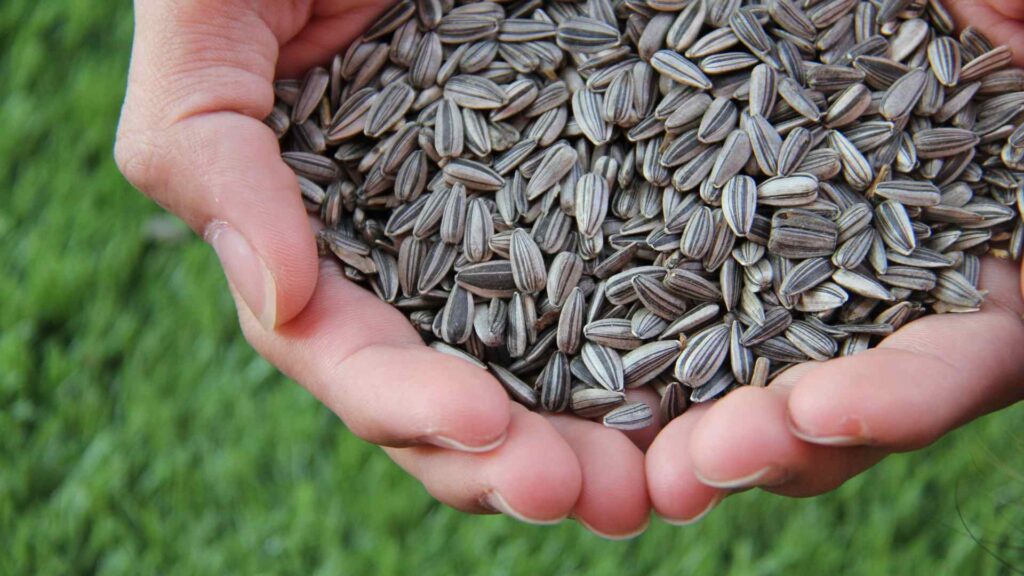sunflower seeds