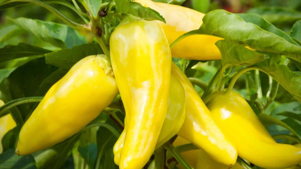 Banana Peppers