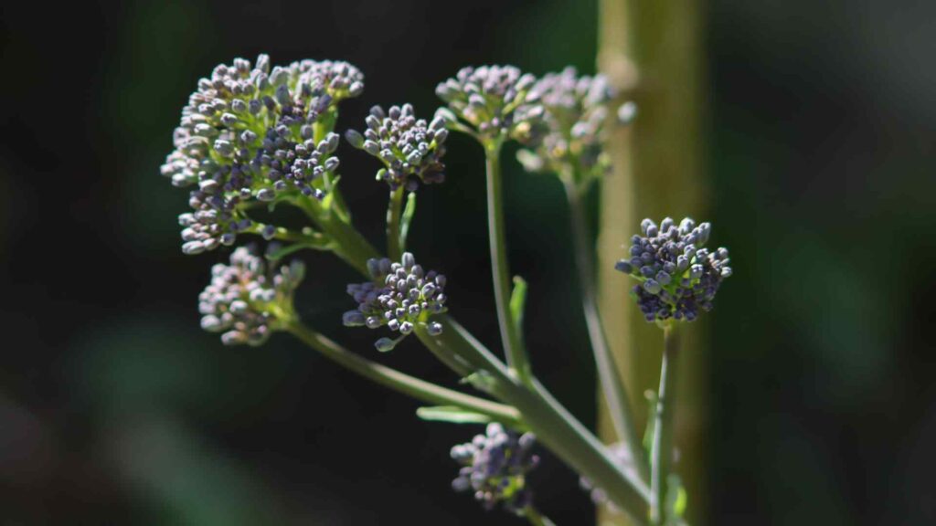 Broccoli Stems