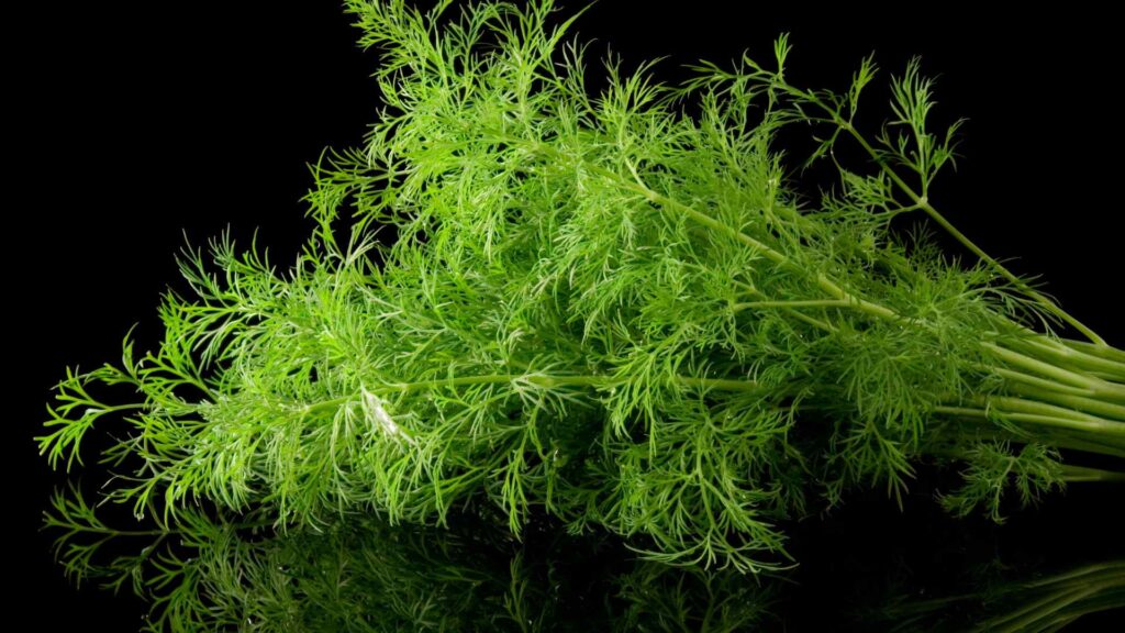 Dill