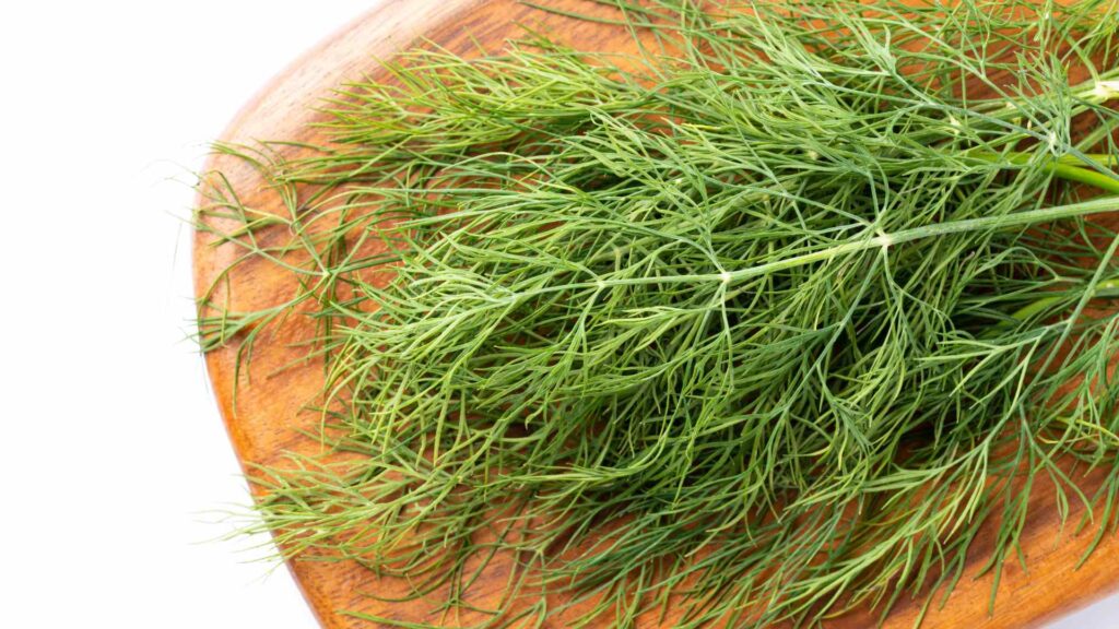 Dill