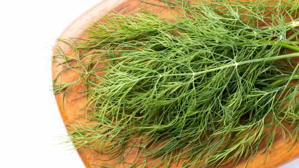 Dill