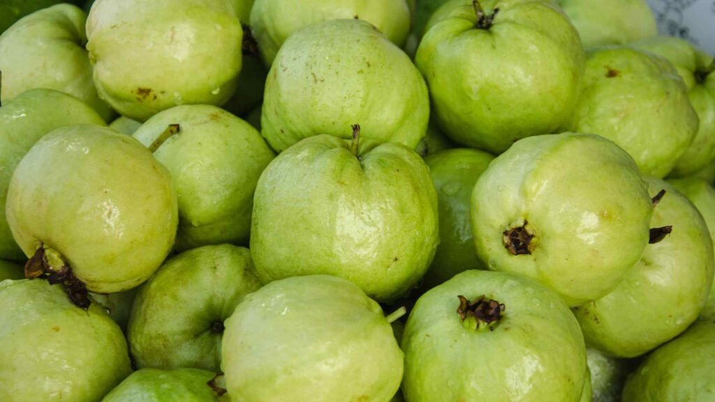 Guava