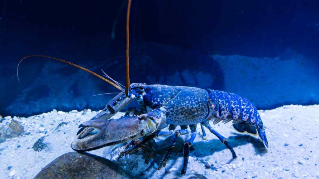 Lobster