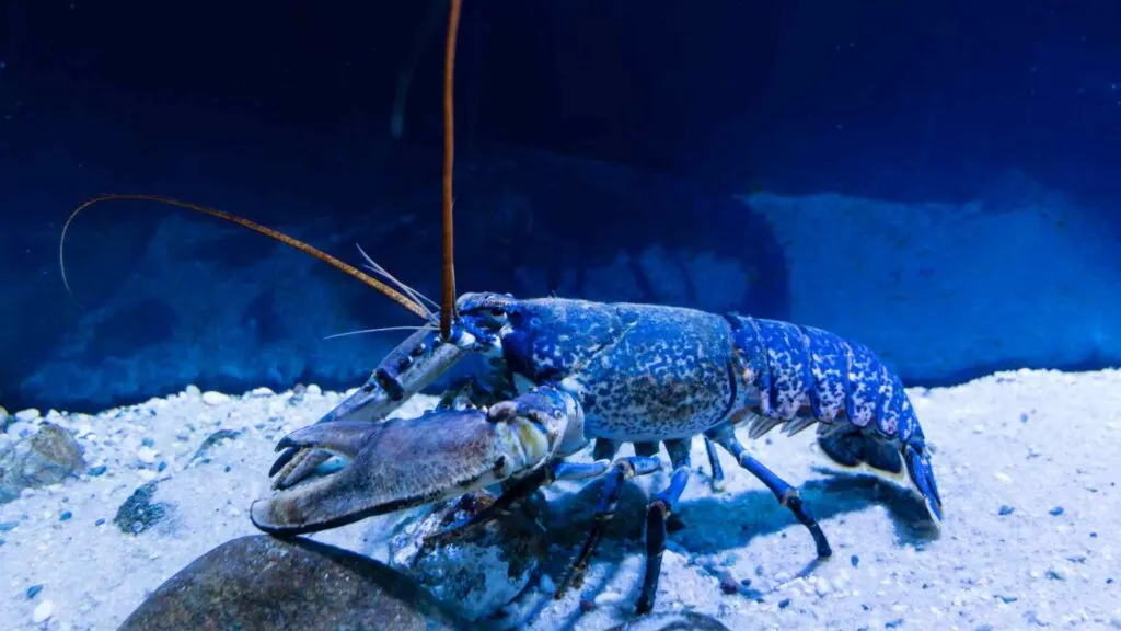 Lobster
