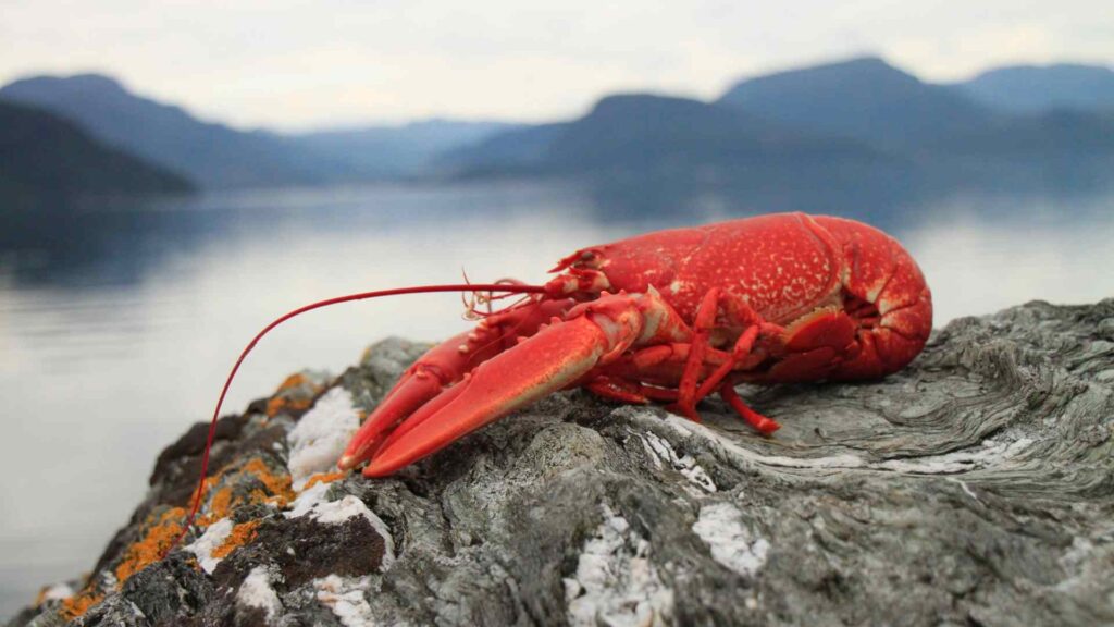 Lobster