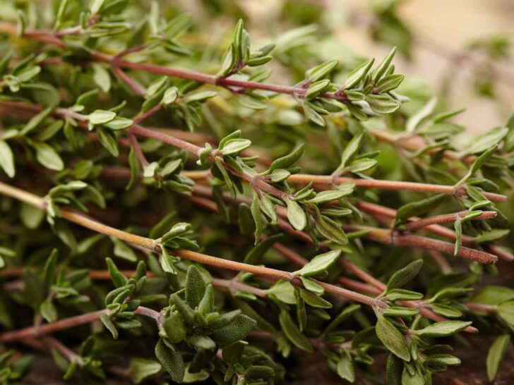 Thyme