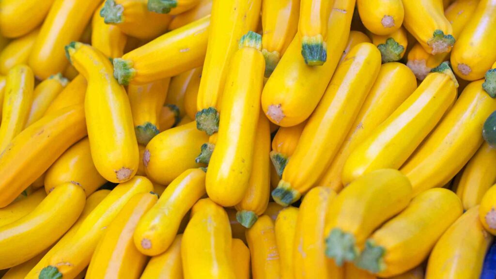Yellow Squash