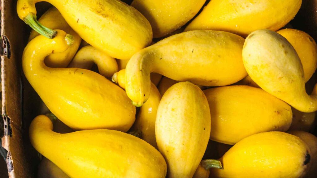 Yellow Squash