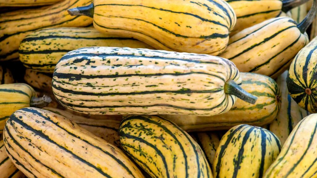 Yellow Squash