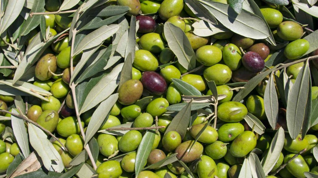 green olives